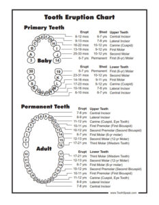 Printable Dental Chart Template