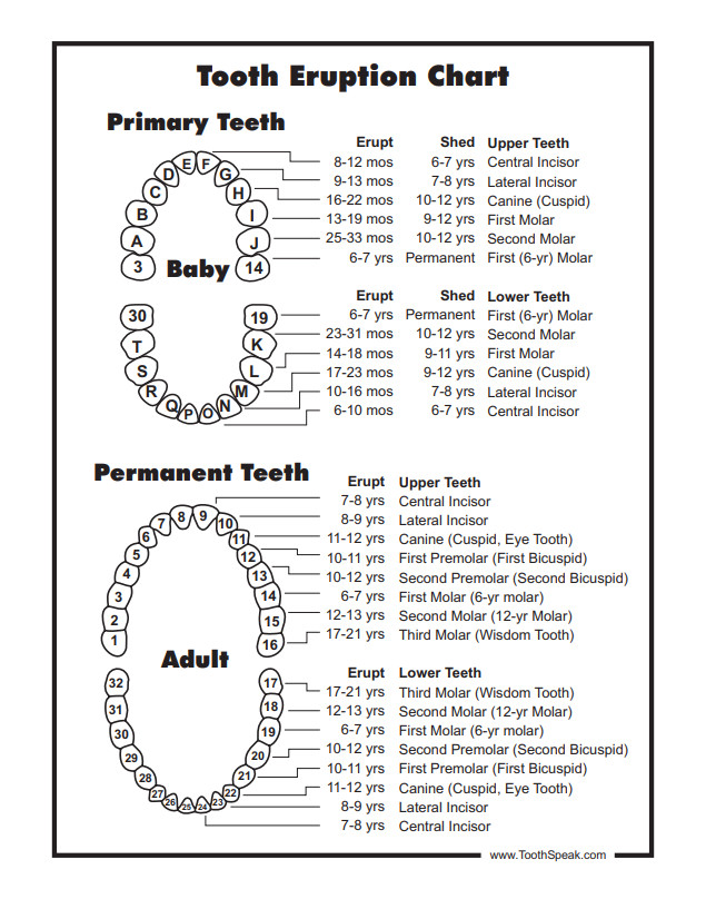 Baby Teeth Chart Template