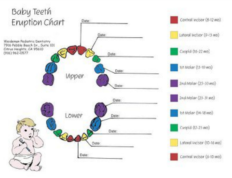 Baby Teeth information Chart Template