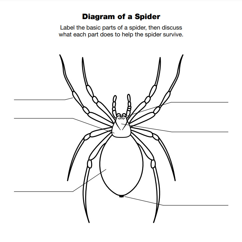 Printable Spider Chart Template