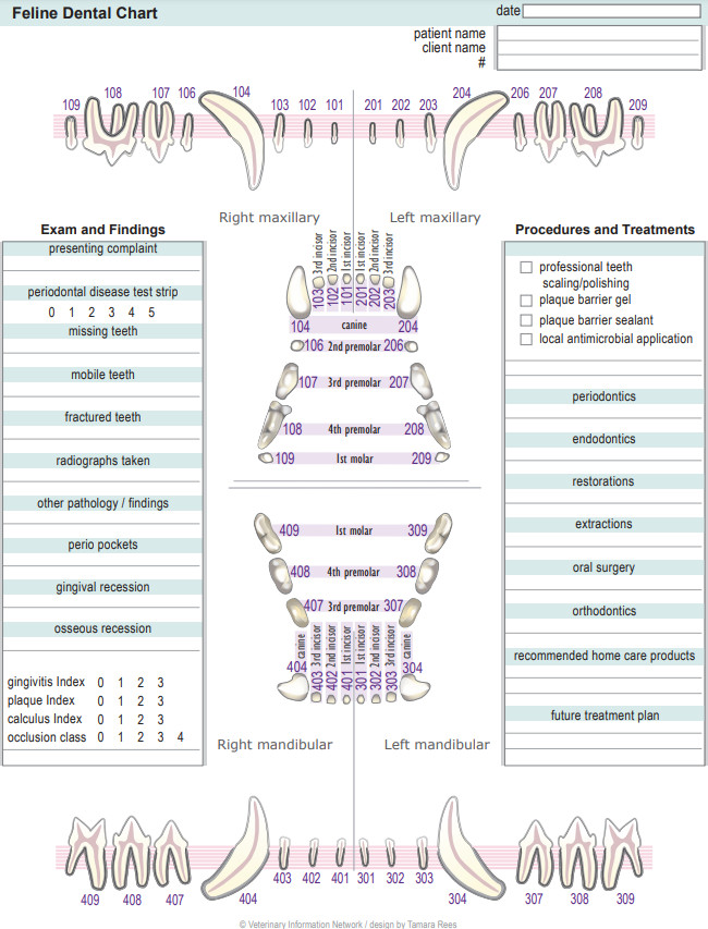 Feline Dental Chart Template