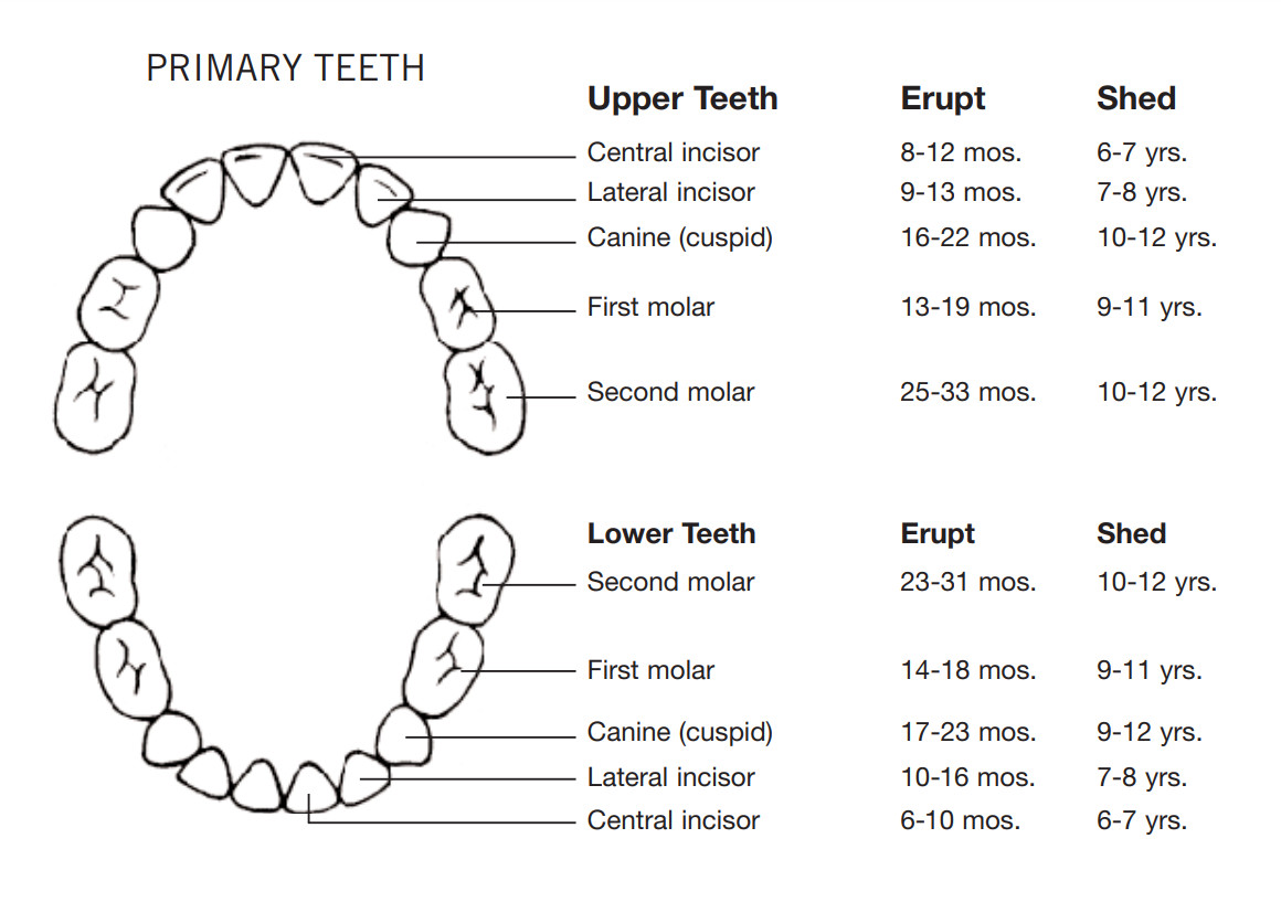 Primary Teeth Chart Template