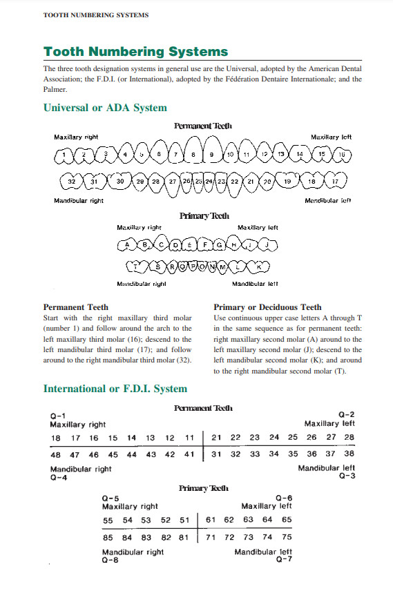 Teeth Numbers Chart Template