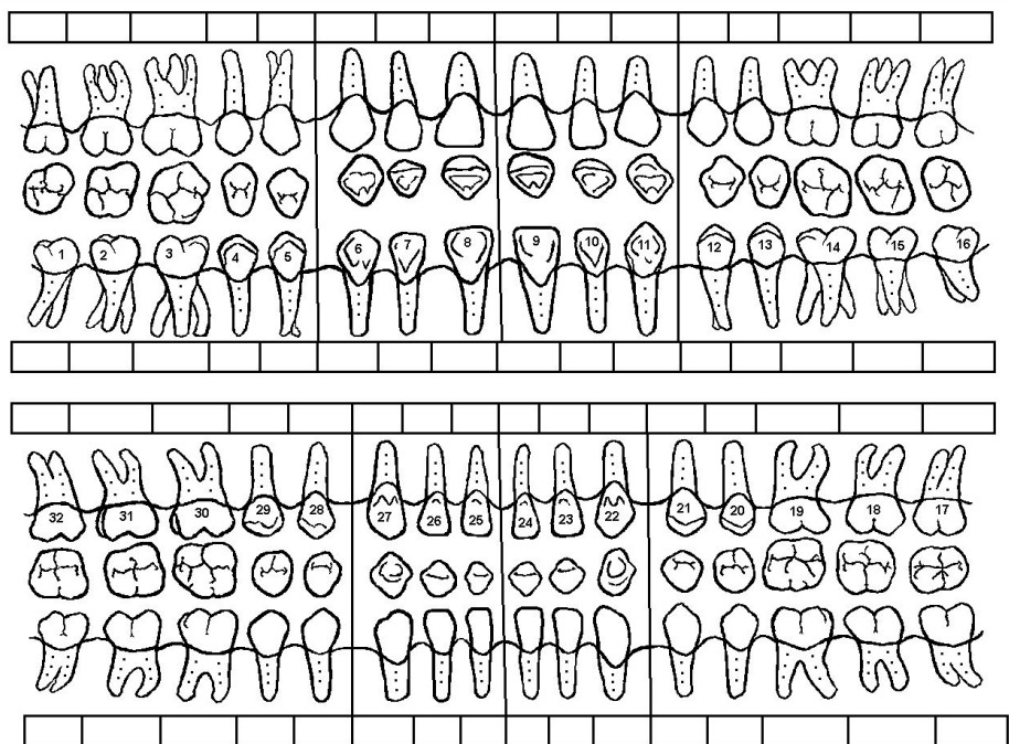 Tooth Chart Adult Template