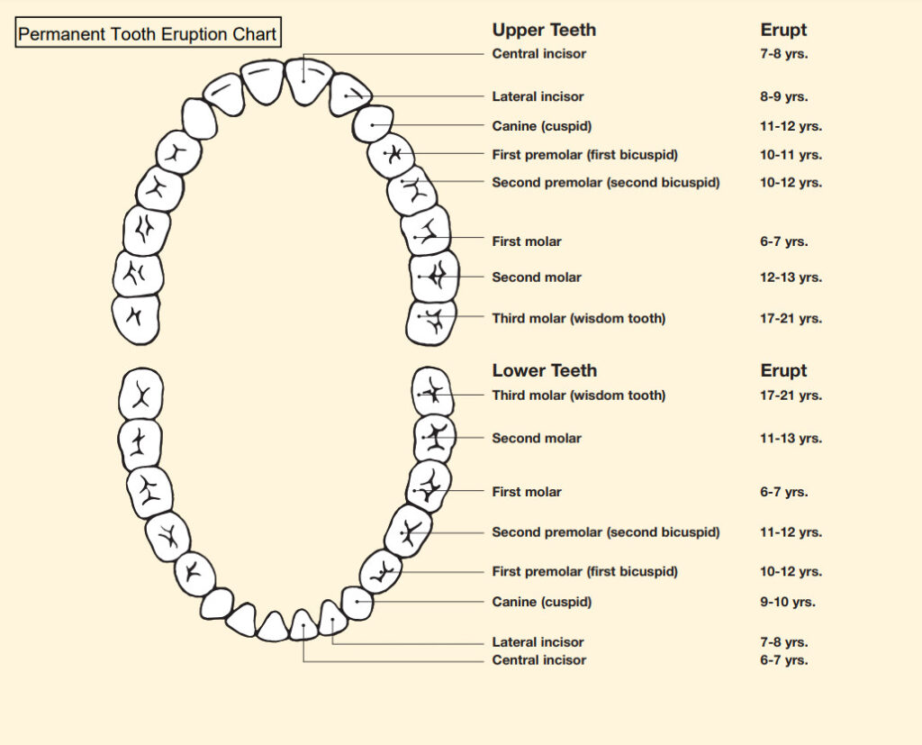 Printable Dental Chart Template