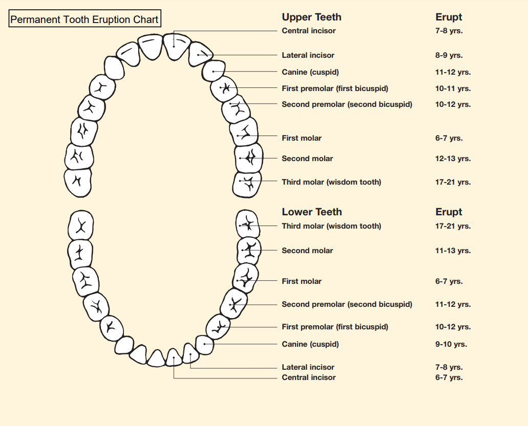 Tooth Eruption Chart Template