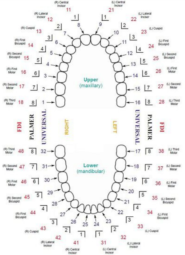 dental chart of teeth numbers