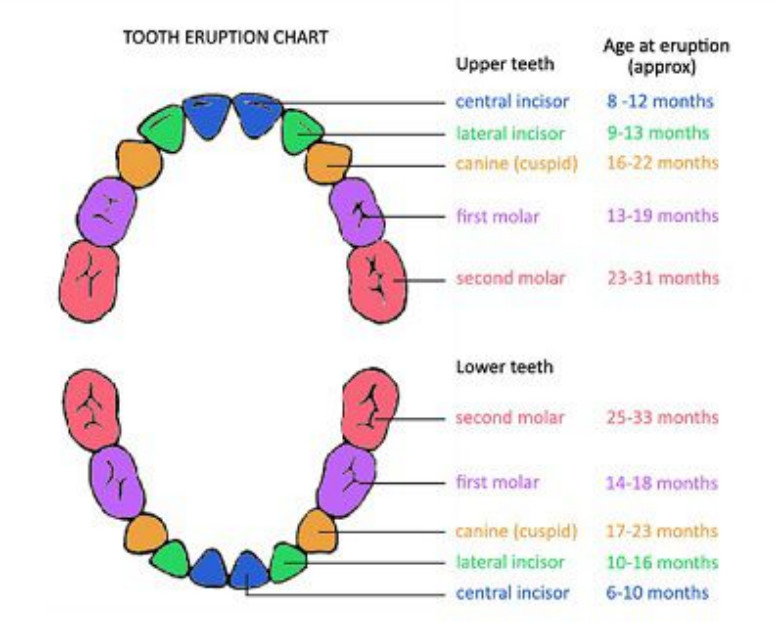 dental chart printable Template