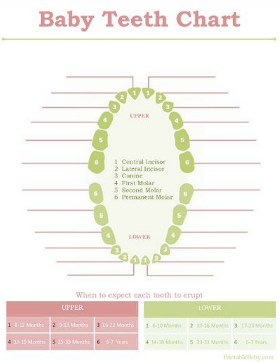 dental chart teeth Template