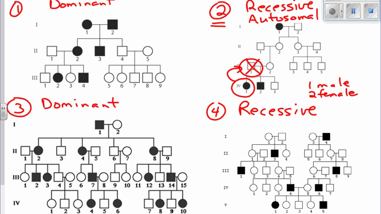 sample pedigree chart template