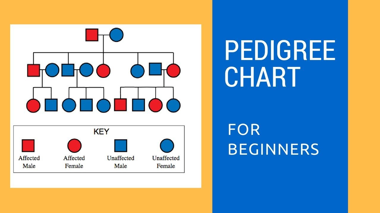 sample pedigree chart template