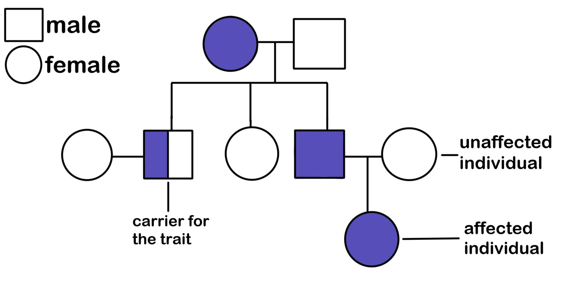 sample pedigree chart template