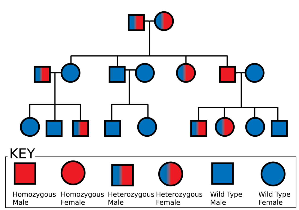 sample pedigree chart template