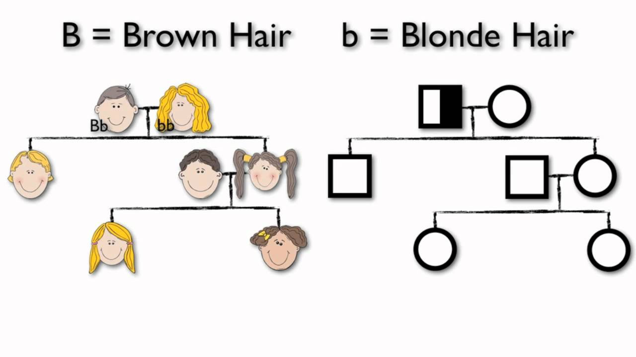 sample pedigree chart template